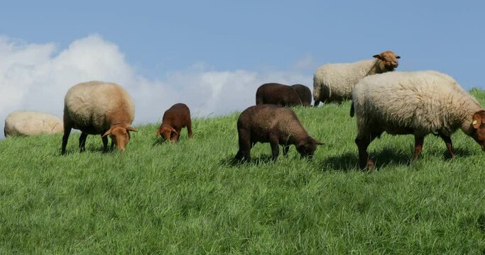 Sheep and lambs grazing on the Elbe dyke near Bleckede, Lower Saxony, Germany, Europe