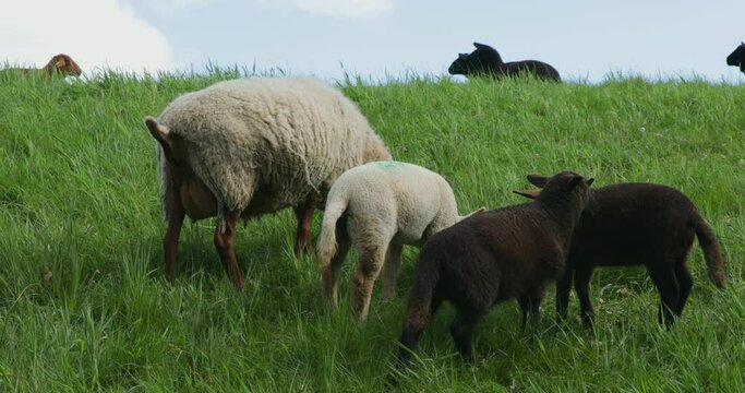 Ewe and lambs grazing on the Elbe dyke near Bleckede, Lower Saxony, Germany, Europe