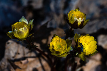 Adonis amurensis blooming in early spring