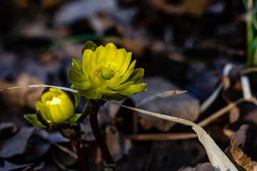 Adonis amurensis blooming in early spring - obrazy, fototapety, plakaty