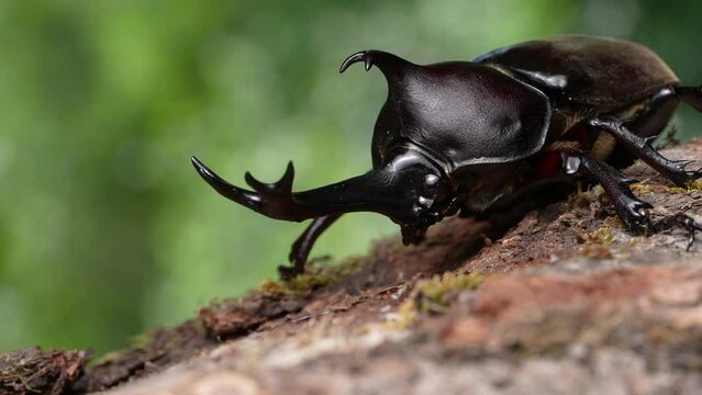 森にいるカブトムシのオスの4K動画