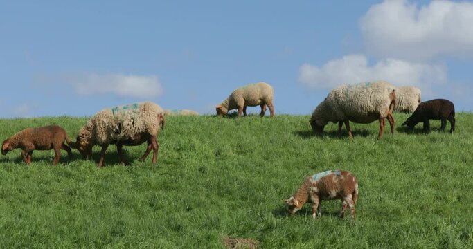 Sheep and lambs grazing on the Elbe dyke near Bleckede, Lower Saxony, Germany, Europe