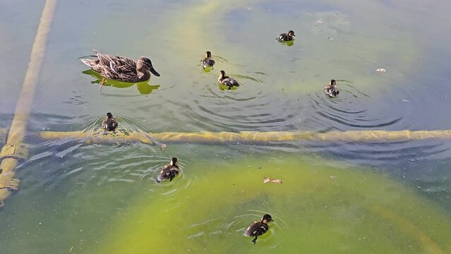 Mother duck swimming with ducklings in a pond. On a sunny day