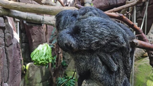 A female white face saki monkey with a baby on her back is  sitting on a branch and looking around	