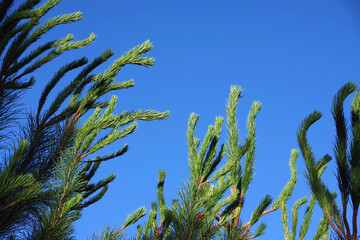 Pine tree twigs against blue sky