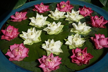 lotus flowers