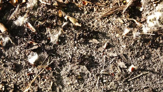 Big black forest ants crawling on the ground.