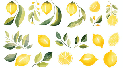 Watercolor illustration of citrus set. Yellow lemon