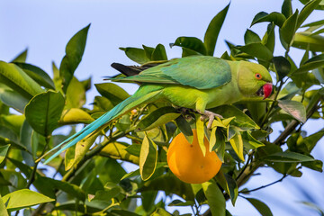 Green Rose Ringed Ring Necked Parrot Orange Tree Galilee Israel - 784877004