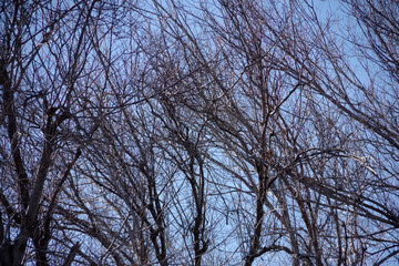 Bare trees under winter sky