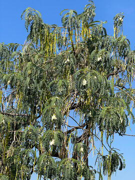 green Sesbania Grandiflora tree with blue sky