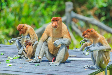 proboscis monkey or nasalis larvatus