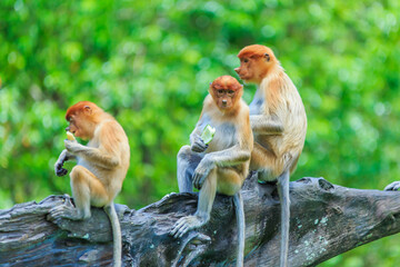 proboscis monkey or nasalis larvatus