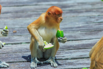 proboscis monkey or nasalis larvatus
