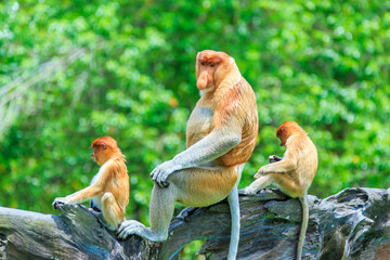 proboscis monkey or nasalis larvatus