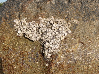 A close-up view of the textured surface of lichen on stone