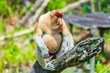 proboscis monkey or nasalis larvatus
