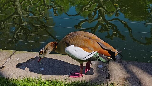 An Egyptian goose is walking along a lake side
