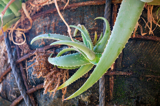 Verdant aloe vera plant growing on wooden background in natural light. Aloe Vera plant with plump, green leaves sprouts confidently against a backdrop of weathered wood and intertwined natural fibers