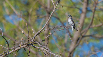 Tree swallow perched on a bare branch.