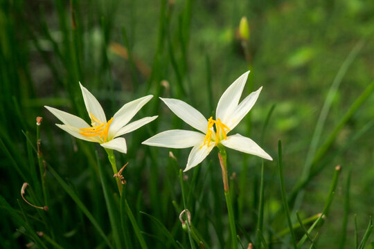 white flowers from a plant with the scientific name Zephyranthes candida, which includes medicinal plants	
