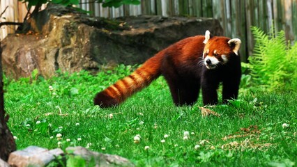 panda eating food in jangle