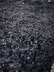 Moss texture background