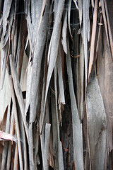 Peeling gray eucalyptus tree bark