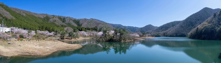 青空バックに見る満開の桜に囲まれた大野ダムのパノラマ情景