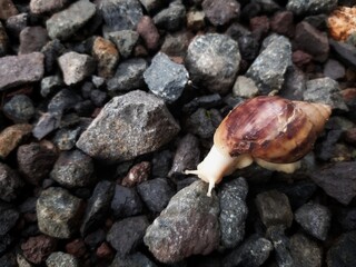 snails on the rocks