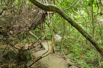 Path to Erawan Waterfall level 7, Kanchanaburi Province, Thailand
