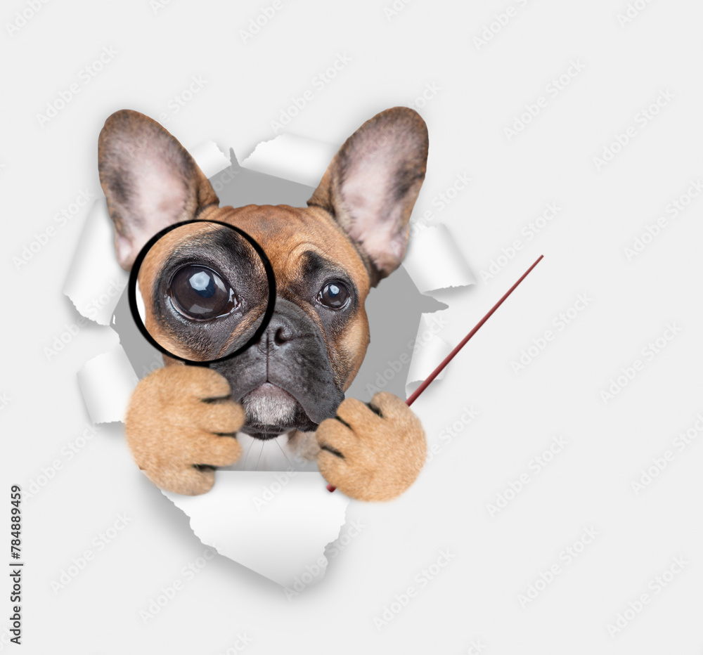 Poster french bulldog puppy looks thru a magnifying lens looks through a hole in white paper and pointing a