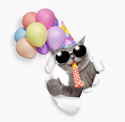 Happy cat wearing sunglasses party cap blows in party horn and holds balloons and looks through the hole in white paper