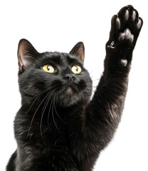 PNG Black cat paw up mammal animal pet