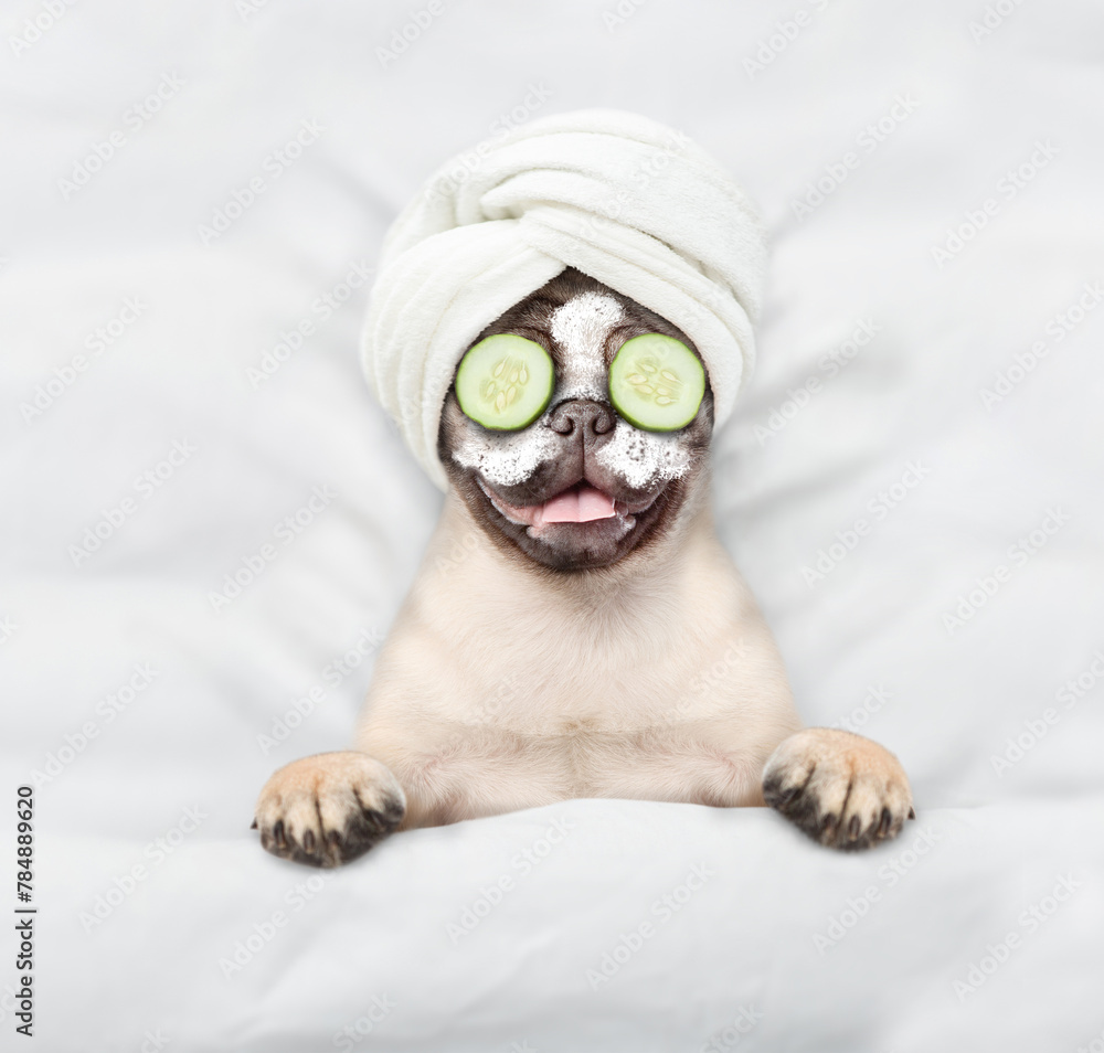 Poster funny pug puppy with towel on his head, with cream on his face and with a piece of cucumber on his e