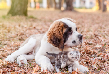 St. Bernard puppy hugging tabby kitten on autumn leaves at park - 784889607