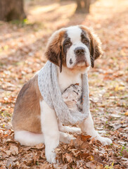 St. Bernard puppy at autumn park warms kitten in a knitted scarf - 784889616