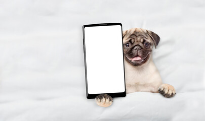 Pug puppy lying on a bed at home and showing big smartphone with white blank screen in it paw. Top...