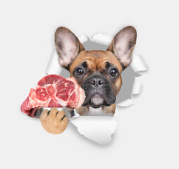 French bulldog puppy holds bowl of raw meat and looks through the hole in white paper