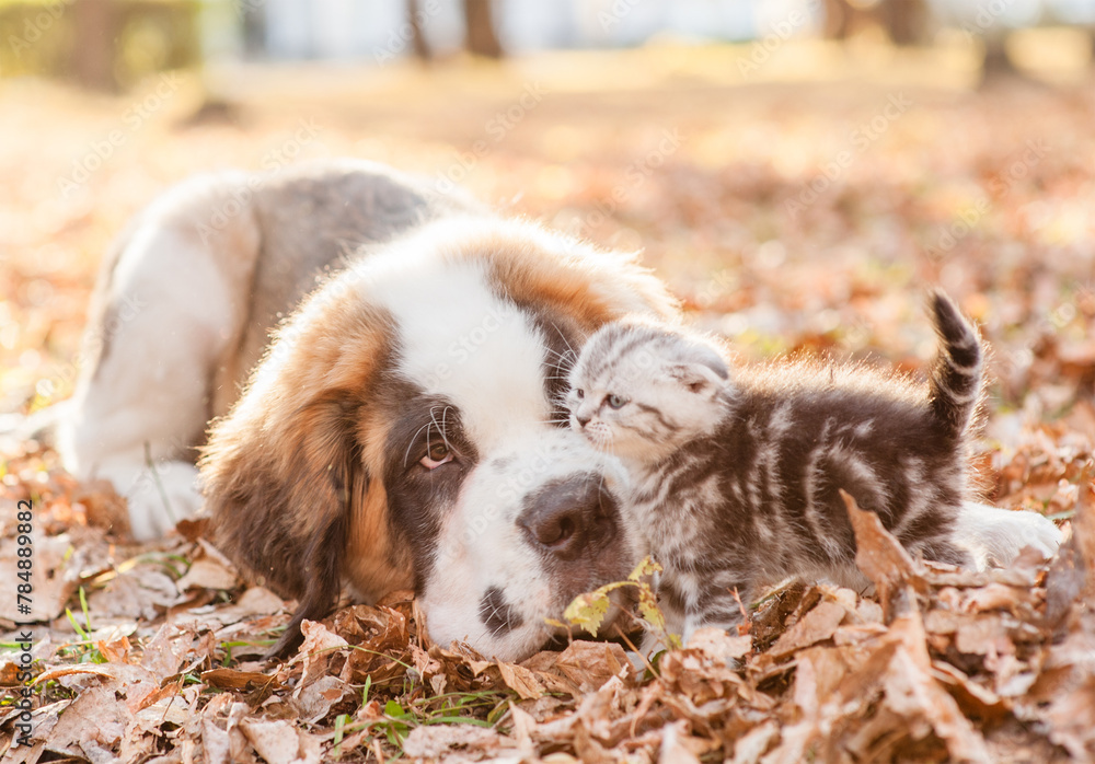 Poster friendly st. bernard puppy and tiny tabby kitten playing together on the autumn foliage