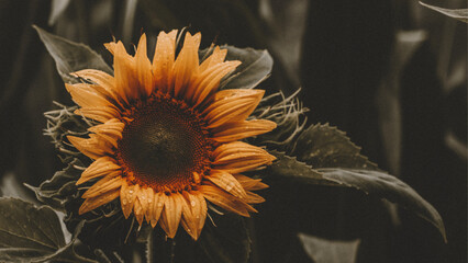 sunflower on a black