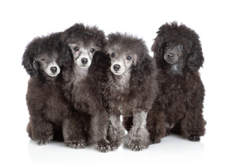 Group of black poodle poppies sitting in front view and looking at camera. Isolated on white background - 784889857