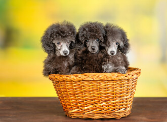 Three black poodle puppy sit inside the basket at summer park - 784889861