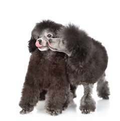 Young black poodle puppy licks her friend. Isolated on white background - 784889866