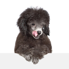 licking lips young black poodle puppy looks down above empty white banner. Isolated on white background - 784889873