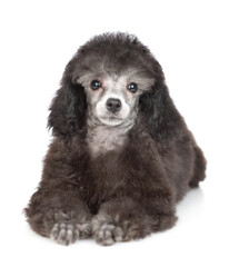 Young black poodle poppy lying in front view and looking at camera. Isolated on white background
