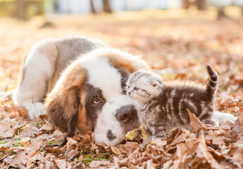 Friendly St. Bernard puppy and tiny tabby kitten playing together on the autumn foliage - 784889882