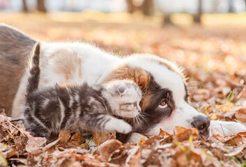 Friendly St. Bernard puppy and kitten on autumn leaves in profile - 784889885