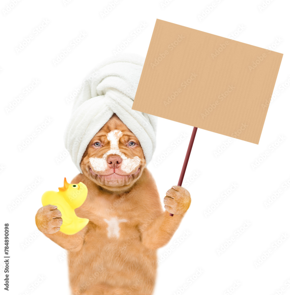 Poster funny mastiff puppy wearing shower cap with cream on it face holds rubber duck and shows empty placa