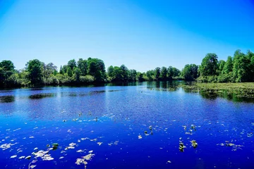 Papier Peint photo Bleu foncé The summer landscape of Hillsborough river and Lettuce park at Tampa, Florida